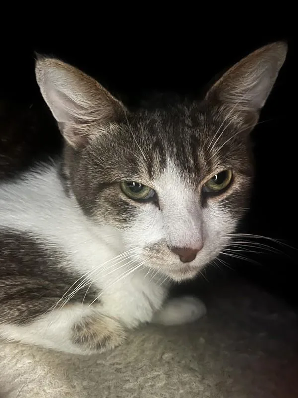 A young small-sized male Domestic Short Hair cat named Aardvark for adoption in Santa Rosa, CA