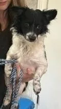 A young small-sized male Tricolor (Brown, Black, & White) Papillon dog named Larry for adoption in Dawson, GA