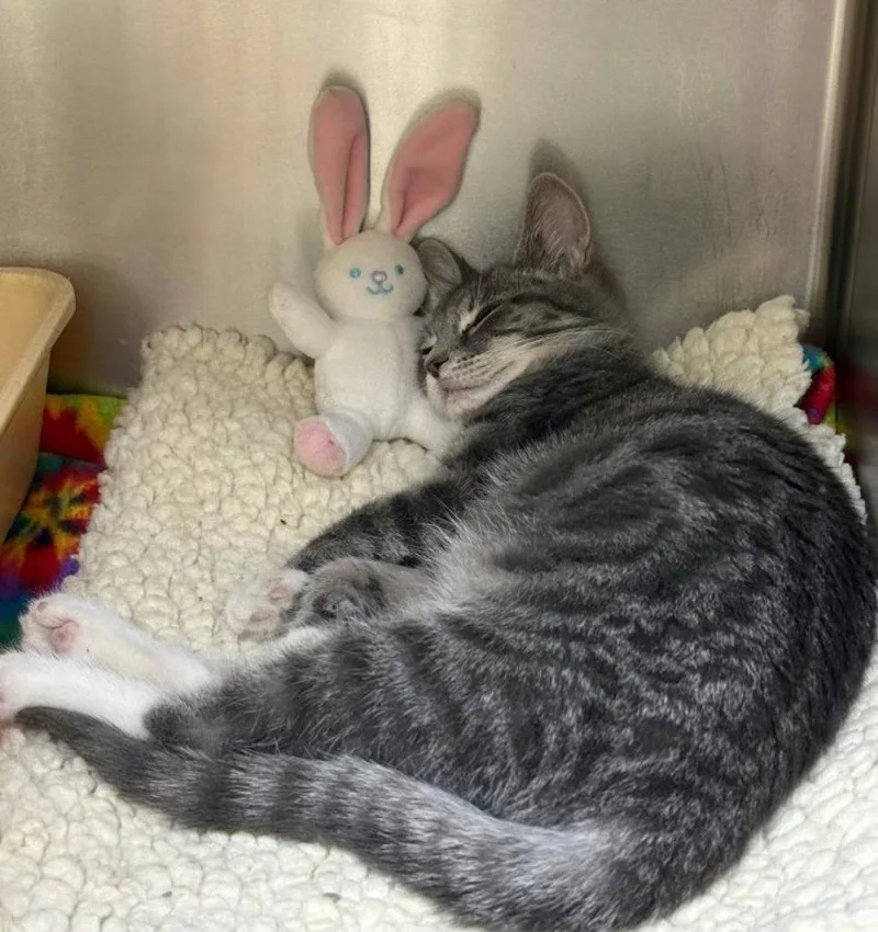 A baby medium-sized female Domestic Short Hair cat named Lillie for adoption in Norwood, OH