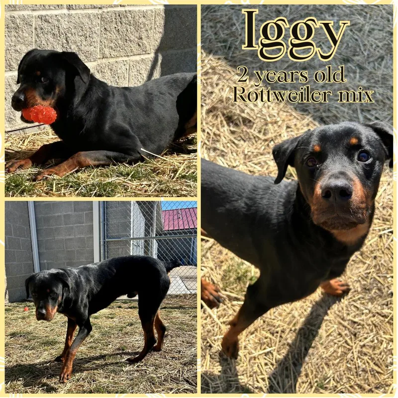 An adult medium-sized male Brown / Chocolate Rottweiler dog named Iggy for adoption in Franklin, IN