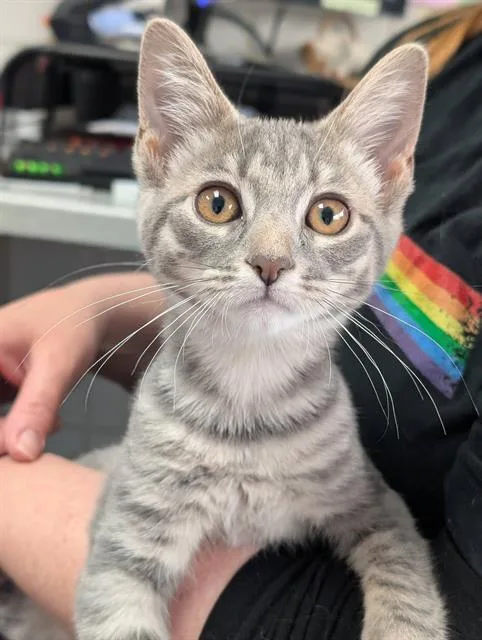 A baby small-sized female Domestic Short Hair cat named Misty for adoption in Canfield, OH
