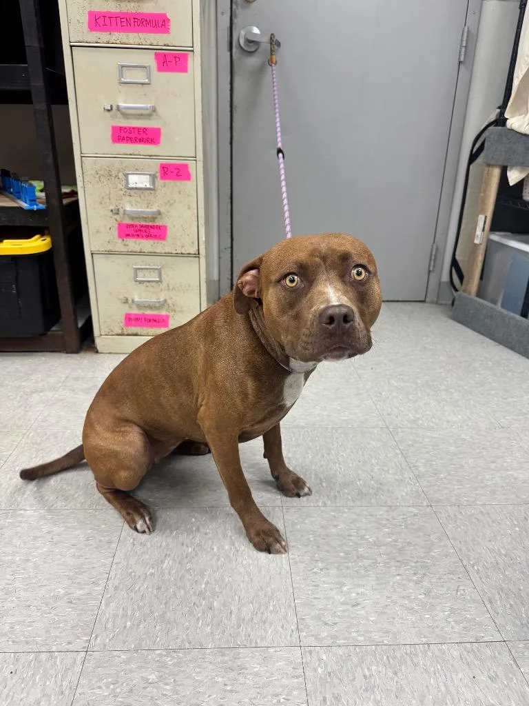 A young medium-sized female Pit Bull Terrier dog named Kai for adoption in Sorrento, LA
