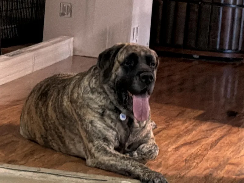 An adult extra large-sized female Bullmastiff dog named Ocean for adoption in Mesa, AZ