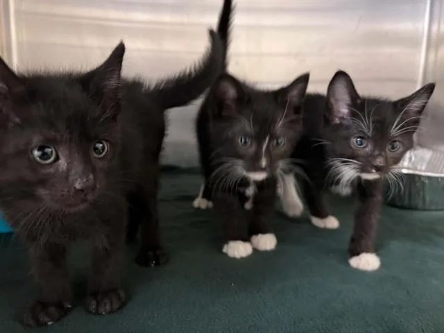 A baby small-sized male Domestic Short Hair cat named Roscoe for adoption in Tustin, CA