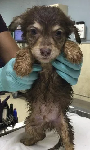 A baby small-sized male Terrier dog named Jake for adoption in Riverside, CA