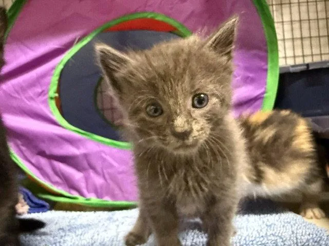 A young medium-sized male Gray / Blue / Silver Domestic Short Hair cat named Google for adoption in Williamsburg, IA