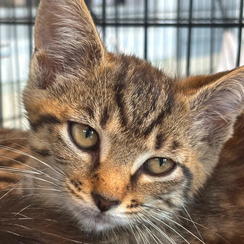 A baby small-sized female Black Domestic Short Hair cat named Kamila for adoption in Huntington, WV