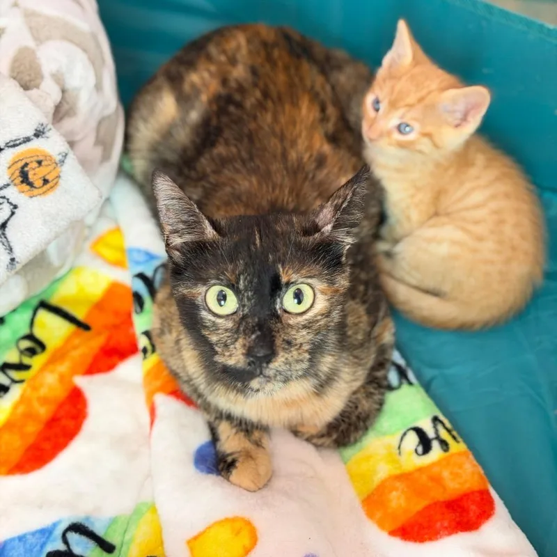 An adult medium-sized female Tortoiseshell Domestic Short Hair cat named Raven for adoption in Port Richey, FL