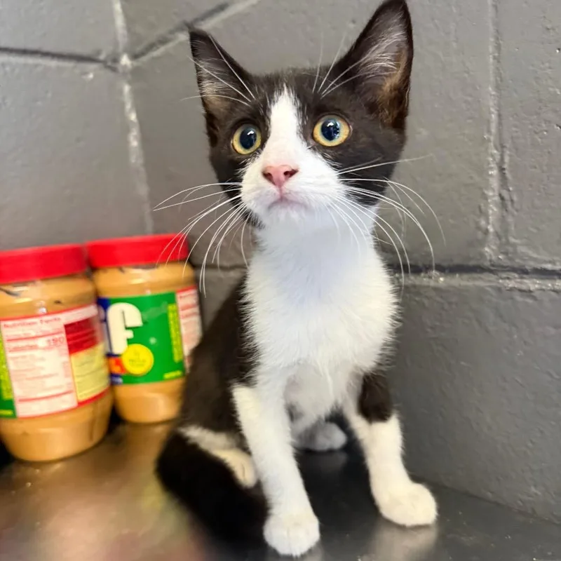 A baby small-sized female Black Domestic Short Hair cat named Nala for adoption in Tuscaloosa, AL