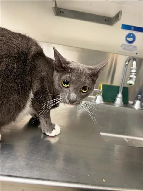 A young small-sized female Domestic Short Hair cat named Luna for adoption in Van Nuys, CA