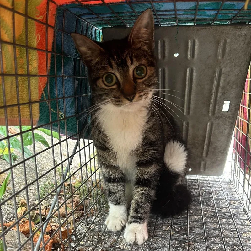 A young medium-sized female Black Domestic Short Hair cat named Nakita for adoption in Newark, NJ