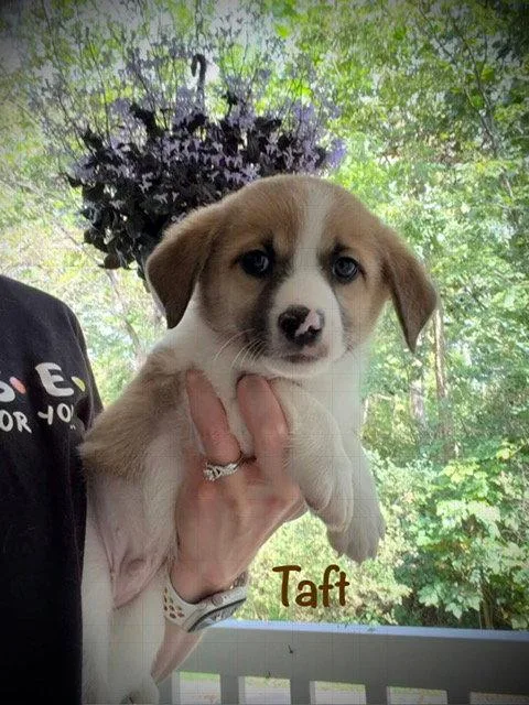 A baby small-sized male Corgi dog named Taft for adoption in Newport, KY