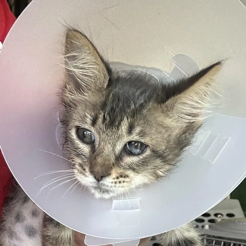 A baby small-sized male Black Domestic Short Hair cat named Po Boy for adoption in Leander, TX