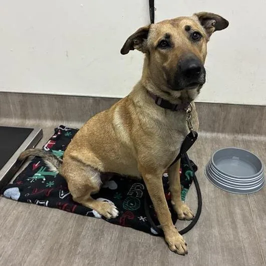 An adult medium-sized female Yellow / Tan / Blond / Fawn Shepherd dog named Anise for adoption in Pasadena, CA