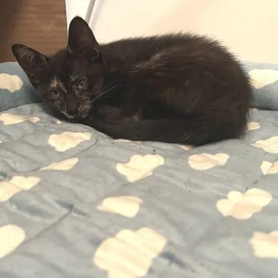 Adora