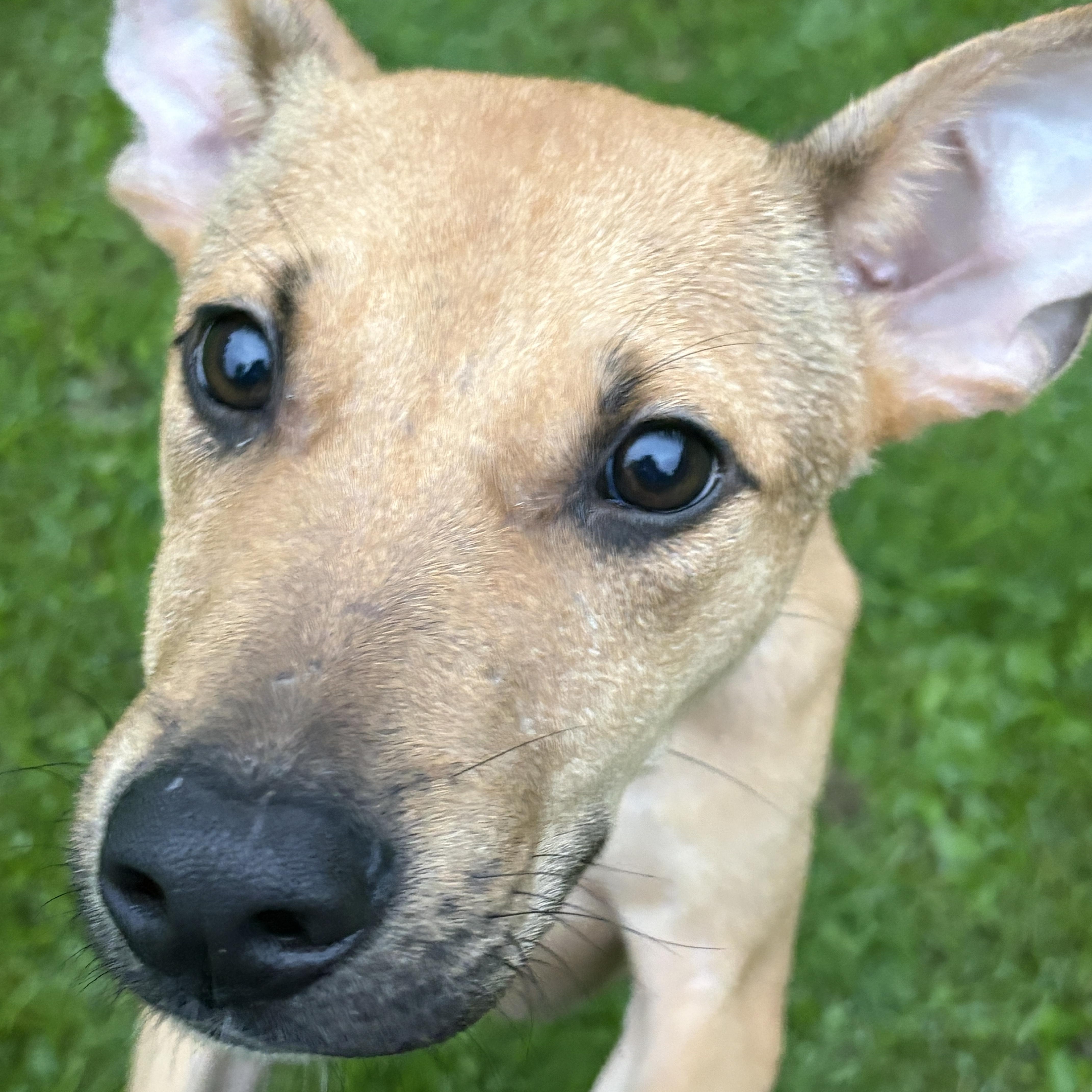 A young small-sized male Feist dog named Ranger for adoption in Latham, NY