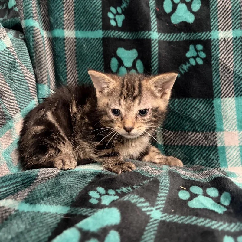 A baby small-sized male Domestic Short Hair cat named Briar for adoption in Sequatchie, TN