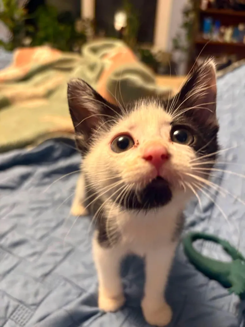 A young medium-sized female Black Domestic Short Hair cat named Winnie for adoption in Manhattan, KS