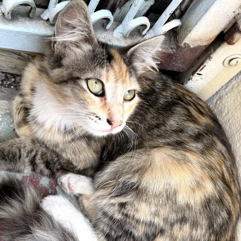 Miso