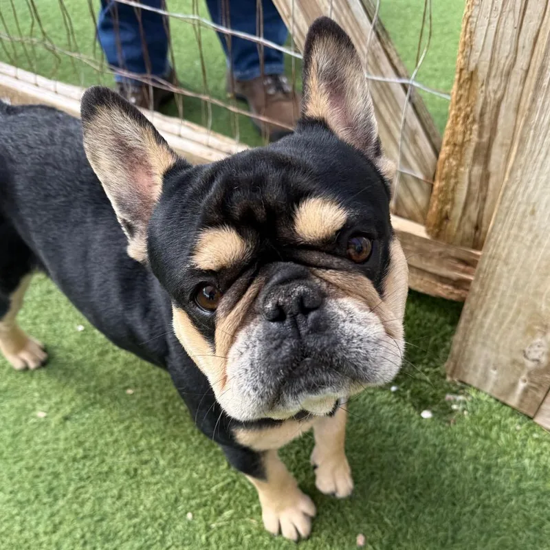 A young medium-sized male Black French Bulldog dog named Nicholas for adoption in LOXAHATCHEE, FL