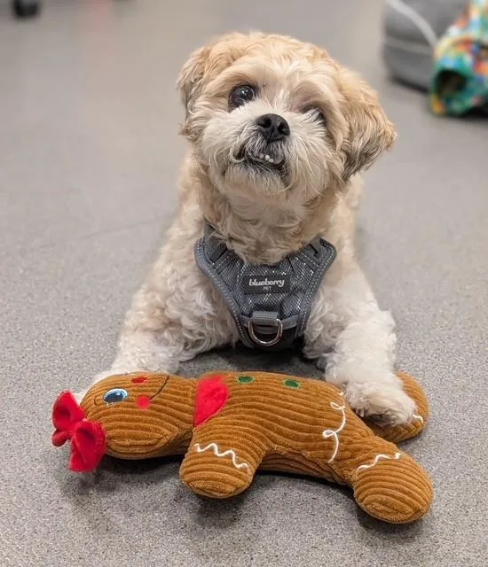 A senior small-sized male Lhasa Apso dog named Jake for adoption in New Rochelle, NY