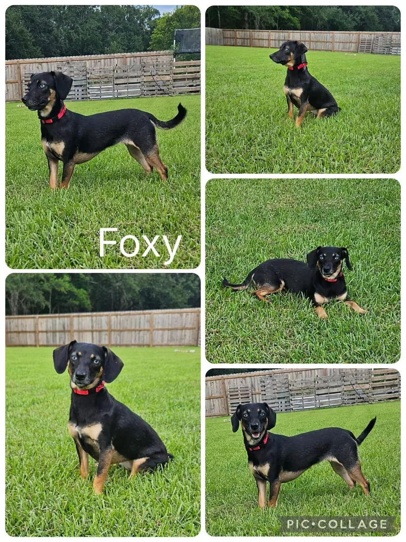 A young small-sized female Chiweenie dog named Foxy for adoption in Enterprise, AL