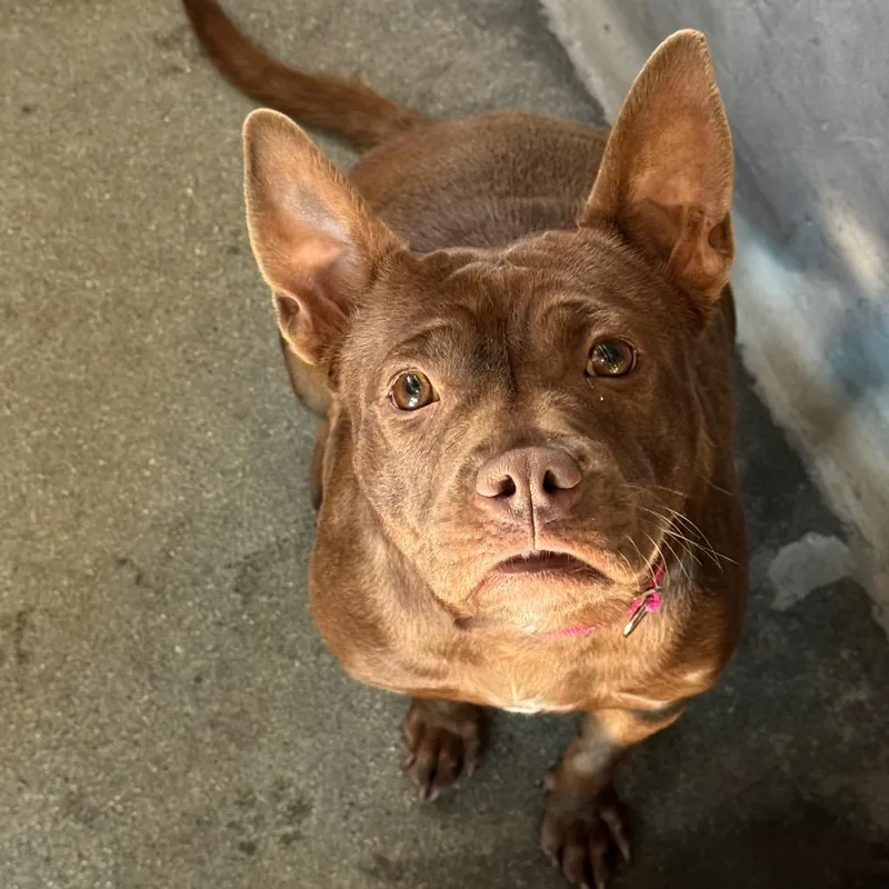 An adult medium-sized female Brown / Chocolate Pit Bull Terrier dog named Brownie A for adoption in Mission Hills, CA