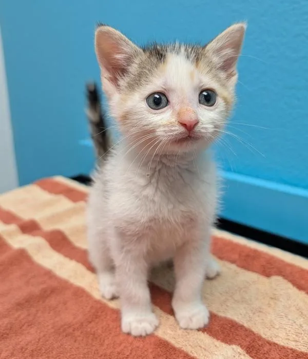A baby small-sized female Domestic Short Hair cat named Daisy for adoption in Escondido, CA