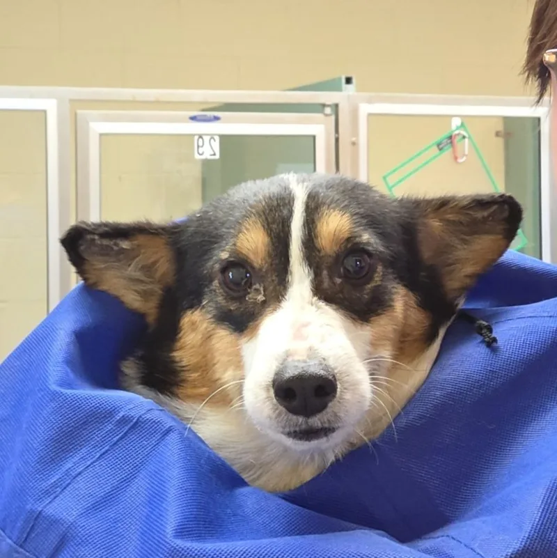 A young small-sized male Corgi dog named Tipper for adoption in Columbia, IL