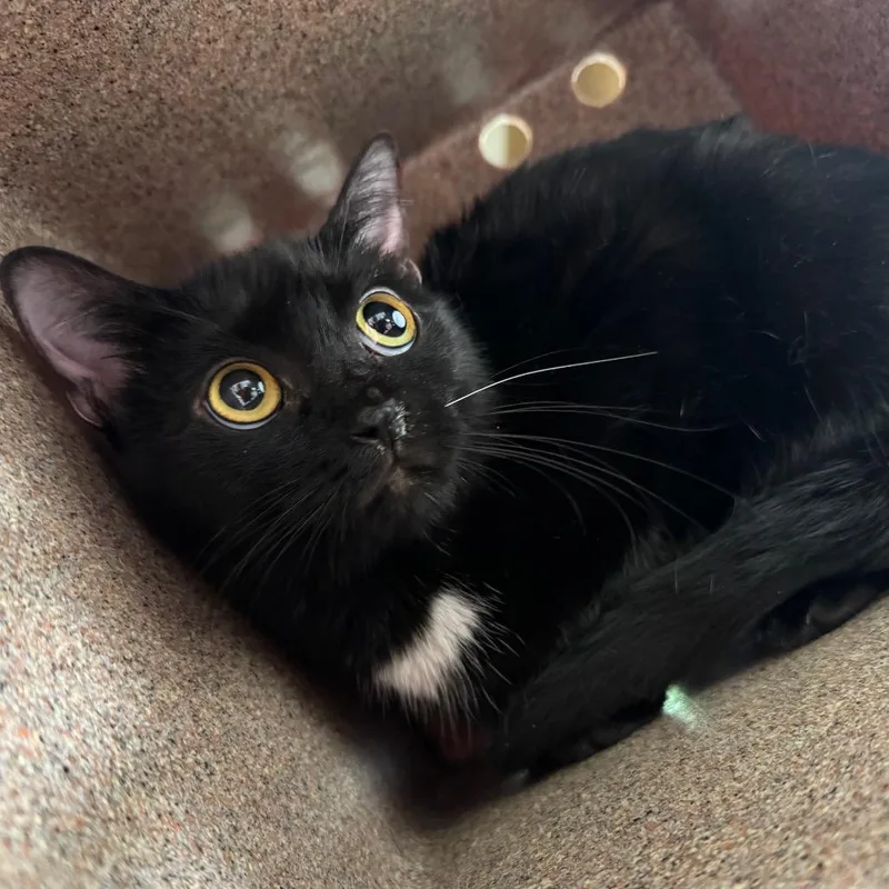 A young medium-sized female Black Domestic Short Hair cat named Rica for adoption in Birmingham, AL