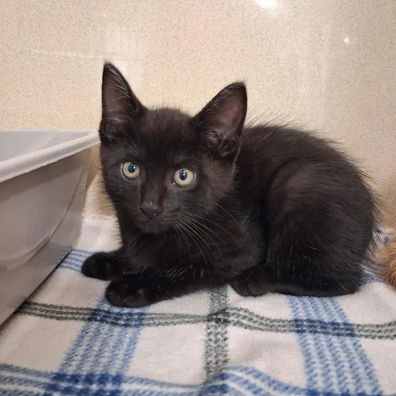 A baby small-sized male Domestic Short Hair cat named Pickle for adoption in Gautier, MS