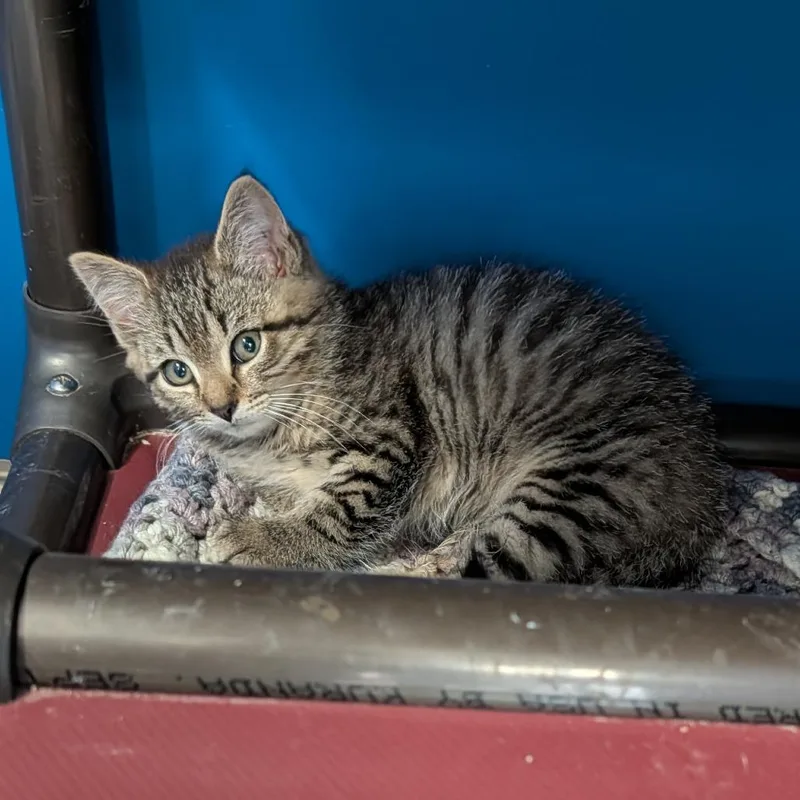 A baby small-sized male Brown / Chocolate Domestic Short Hair cat named Plato for adoption in East Smithfield , PA
