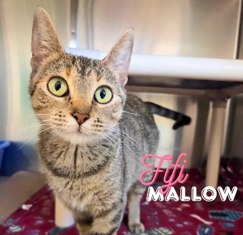 Fifi Mallow
