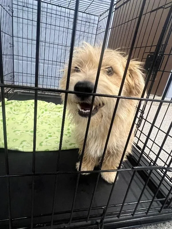 A young small-sized male Golden Terrier dog named Echo for adoption in Georgetown, OH