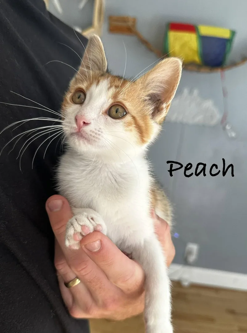 A baby medium-sized female Calico cat named Peach for adoption in Seal Beach, CA