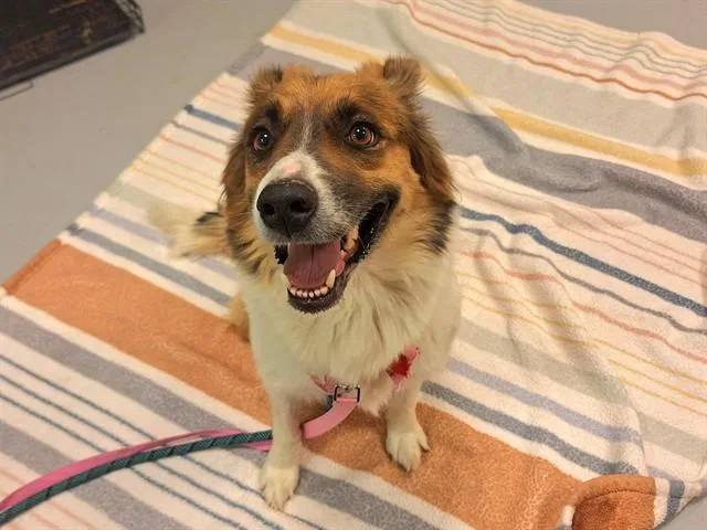 An adult large-sized female Australian Shepherd dog named Dulce for adoption in Phoenix, AZ