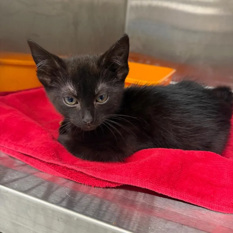A baby small-sized male Black Domestic Short Hair cat named Cheese Wheel for adoption in Morganton, NC
