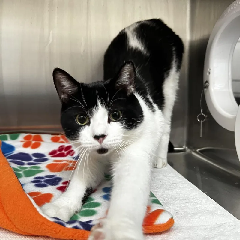 A young medium-sized male Black & White / Tuxedo Domestic Short Hair cat named Elton John for adoption in Evanston, IL