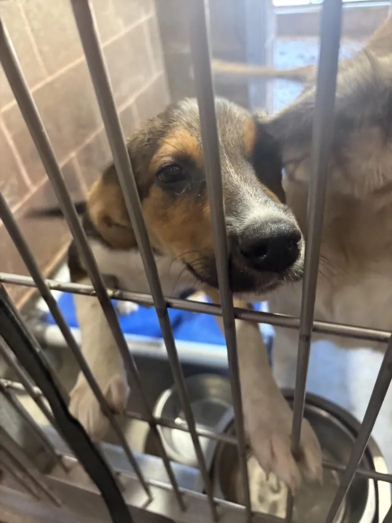 An adult small-sized female Irish Wolfhound dog named A for adoption in Olivehurst, CA