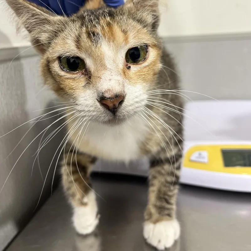 A young medium-sized female Orange / Red Domestic Short Hair cat named Hailie for adoption in Tampa, FL