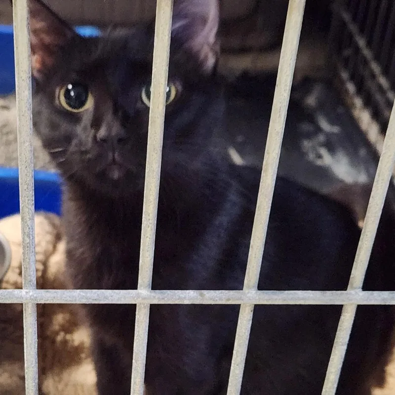 An adult small-sized female Black Domestic Short Hair cat named Indigo C for adoption in Corsicana, TX