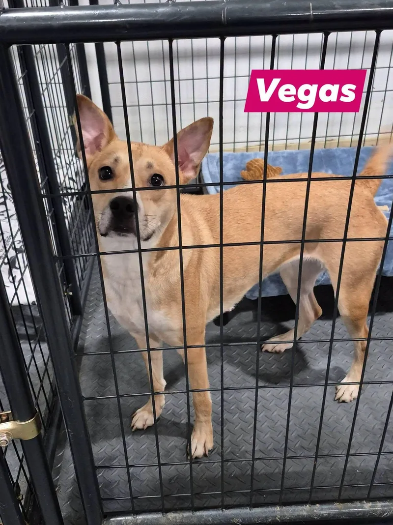 Vegas thumbnail 3