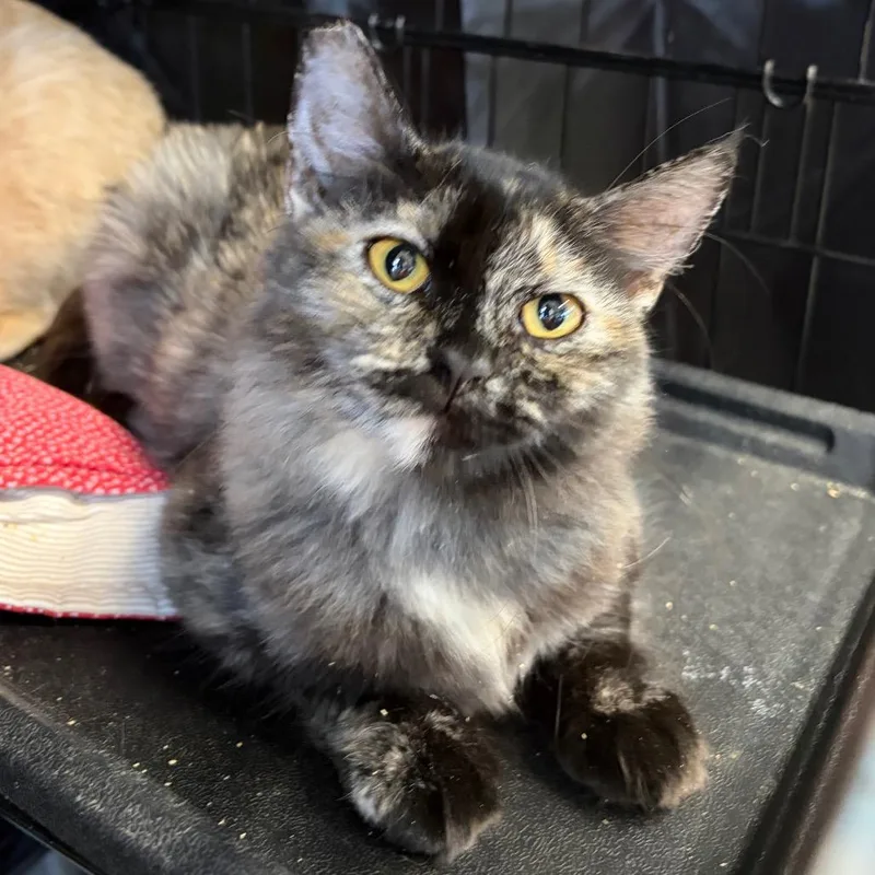 A young medium-sized female Domestic Short Hair cat named Parton for adoption in Fredericksburg, TX