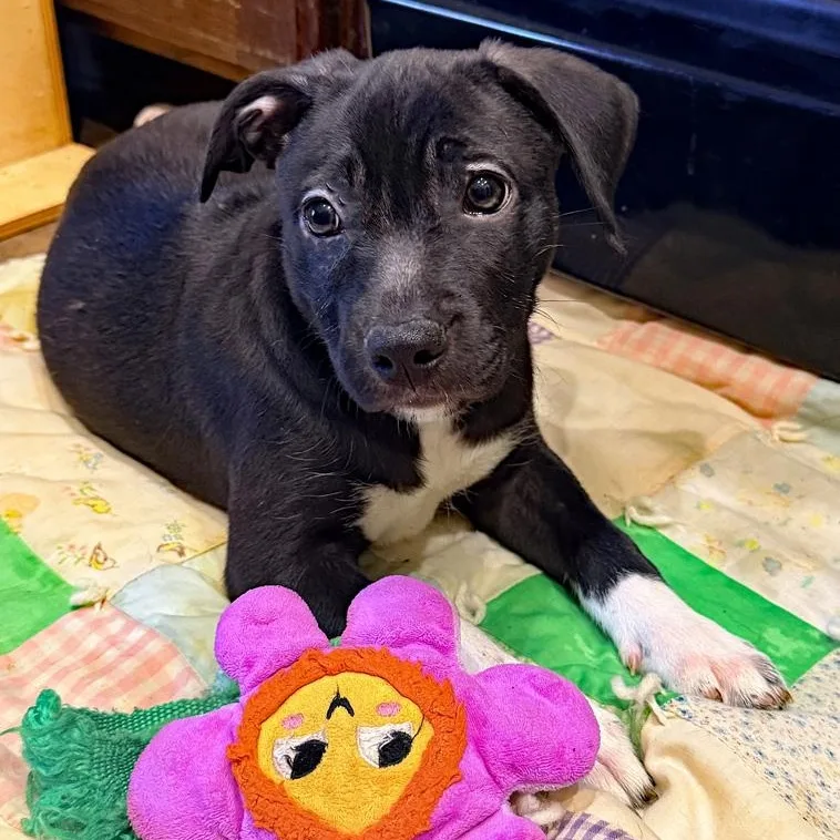 A baby medium-sized male Black Labrador Retriever dog named Apollo for adoption in Oklahoma City, OK