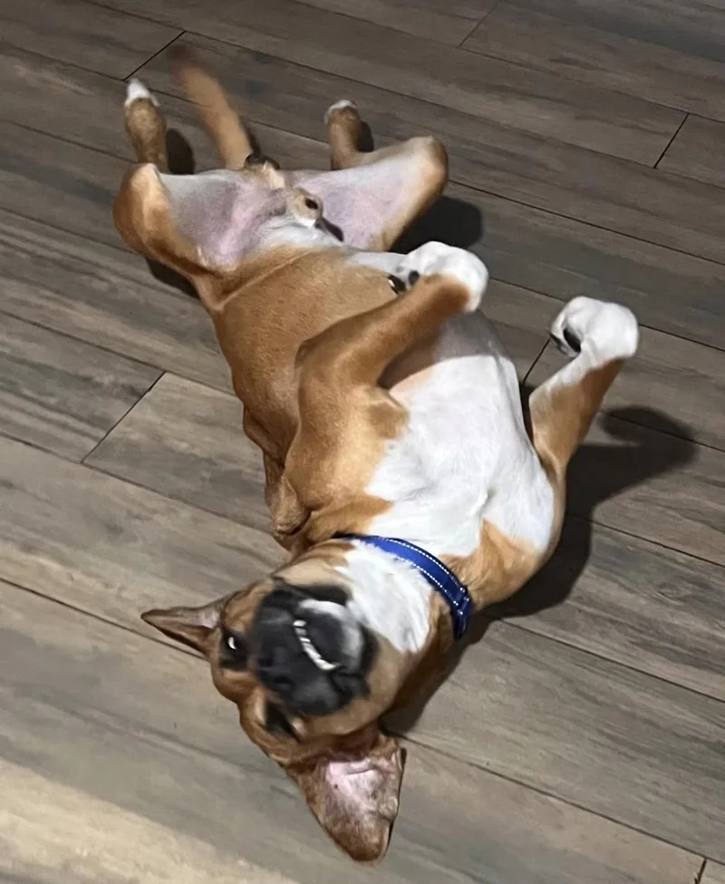 An adult large-sized male Golden Black Mouth Cur dog named Albus for adoption in West Palm Beach, FL