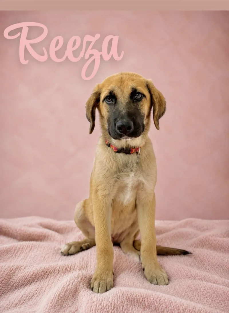 A baby large-sized female Labrador Retriever dog named Reeza for adoption in Manchester, CT
