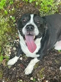 An adult medium-sized male Labrador Retriever dog named Charles for adoption in Prichard, AL