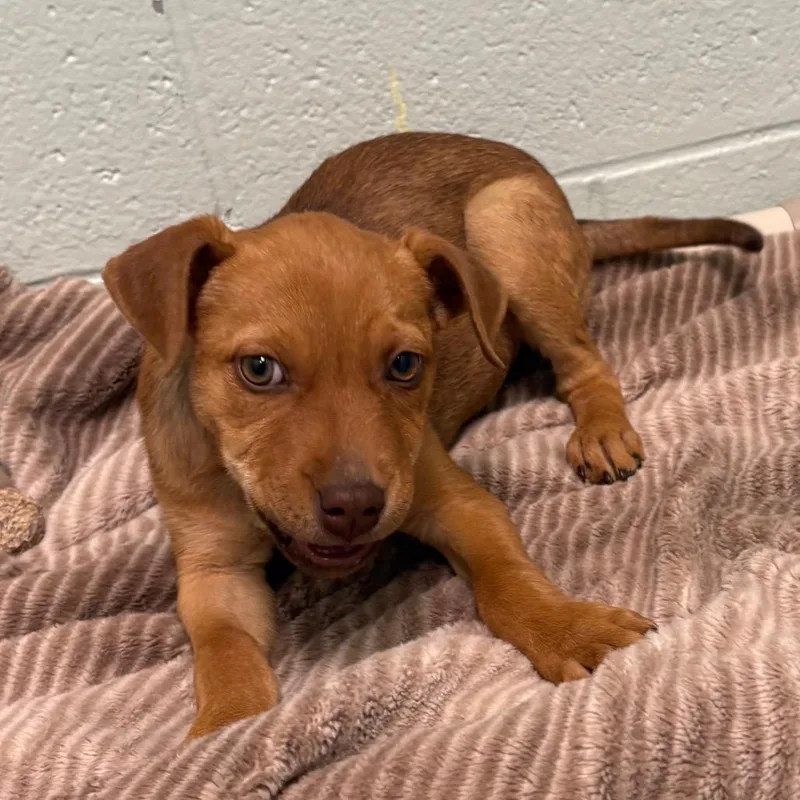 A baby small-sized female Brown / Chocolate Mixed Breed dog named Jill for adoption in East Hanover, NJ