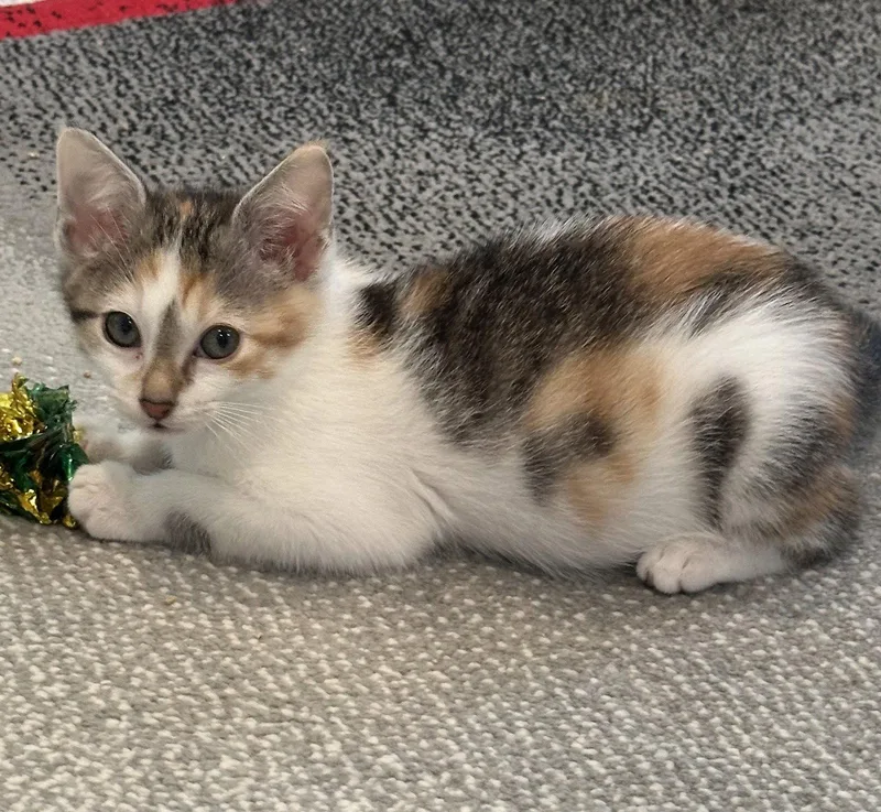 A baby medium-sized female Calico cat named Cookie for adoption in Plano, TX