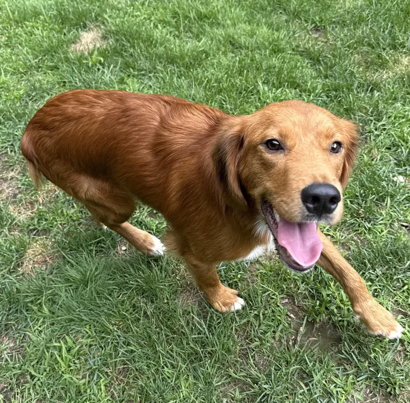 An adult medium-sized male Golden Retriever dog named Denali  in NH for adoption in Waitsfield, VT